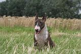BULL TERRIER MINIATURE 013